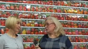 Агрофирма Сибирский сад. Любимые сорта агронома. Томаты, перец, баклажаны