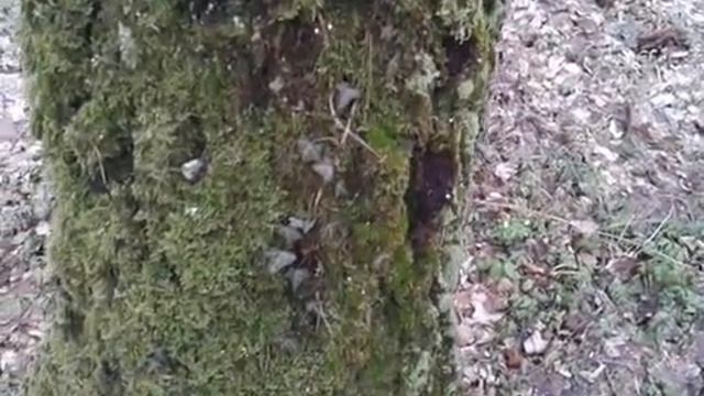 Плющ обыкновенный (Hedera helix) смотреть онлайн