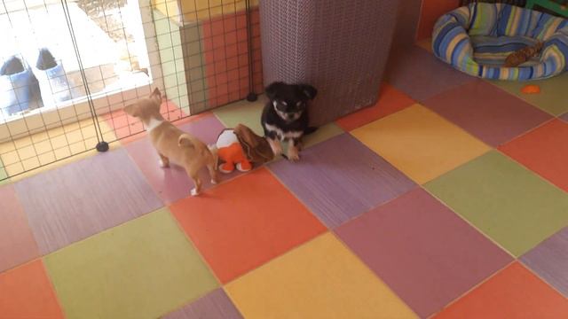 ясельная группа чихуахуа Кастропуло Крым Симферополь всем привет #милота #продажачихуахуа смотреть онлайн