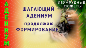 АДЕНИУМ. ФОРМИРОВАНИЕ |СОЗДАНИЕ КОРНЕВОЙ АДЕНИУМА в закрытой системе.