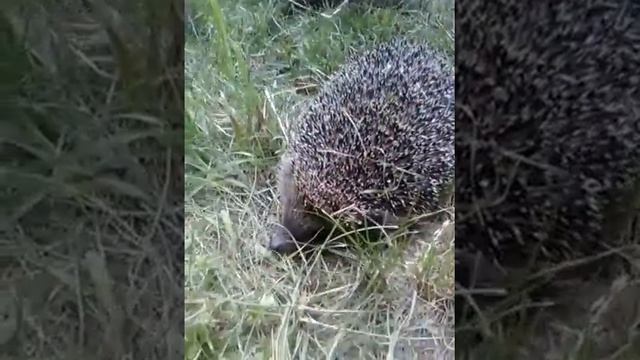 Нашли ежика в парке) смотреть онлайн