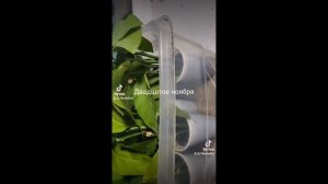 Как вырастить лимон из ветки