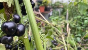 Паслен, культура понижающая кровяное давление.