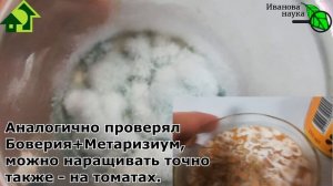 ТОМАТНАЯ ТРИХОДЕРМА. Выращивание ТРИХОДЕРМЫ на томатных отходах, как она выглядит и как использоват