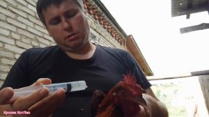 ПОНОС у КУР.ЧЕМ ЛЕЧИТЬ ПОНОС у домашней ПТИЦЫ.МЕРОНИДОЗОЛ.Какие болезни можно лечить метронидозолом