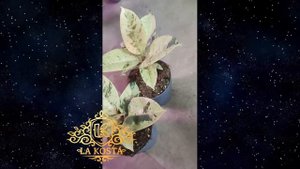 Фикус Эластика Шрайвериана или Муншайн