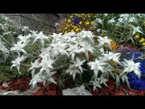 АЛЬПИЙСКАЯ ЗВЕЗДА ЭДЕЛЬВЕЙС