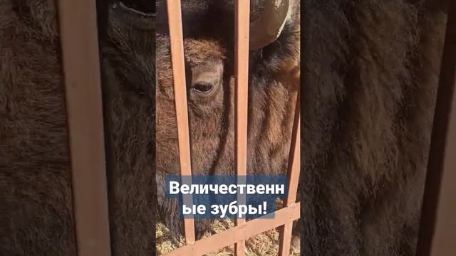 Зубропитомник в Токсово #зубр #питомник #зубровник #животные #аnimals #токсово #ленобласть