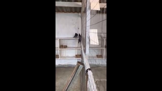 Бакинские бойные голуби / Baku Tumblers ( Закир // Краснодар, Россия ) смотреть онлайн