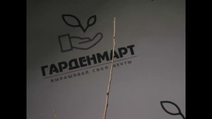 Облепиха Великан