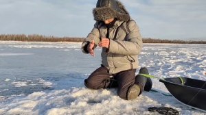 Крупные щуки вырывают багры и не лезут в лунку! Трофейная рыбалка на ЖЕРЛИЦЫ. Ловля щуки на жерлицы