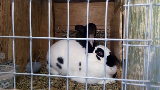 Как крольчиху привести в охотку- простой способ. смотреть онлайн