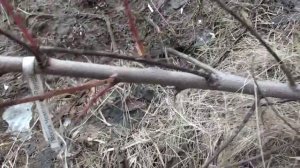 открываем персик, апрель, Сибирь