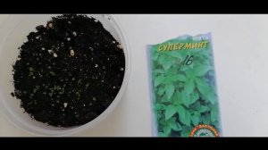 Как вырастить мяту из семян через рассаду.. Март. Обзор всходов мяты.Мята Супер Минт .