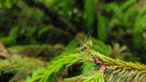 Паук и муха