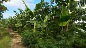 Плантации платано, юкка 20 09 2016