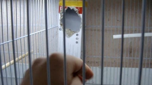 Большая синица. Parus major. смотреть онлайн