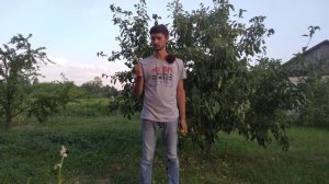 Почему опадают яблоки?