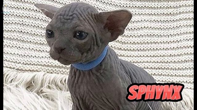 Девушка бросает страшного котенка, она даже не знает, что это самая дорогая порода кошек в мире смотреть онлайн