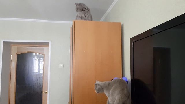 #58 Чего боятся кошки !!!! ()#британские #кошки #happy #cats #Сара #Соня #Sara #Sonya)