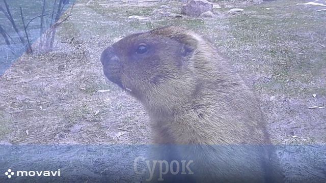 Влог / Московский зоопарк. Сурок / 8.04.22 год
