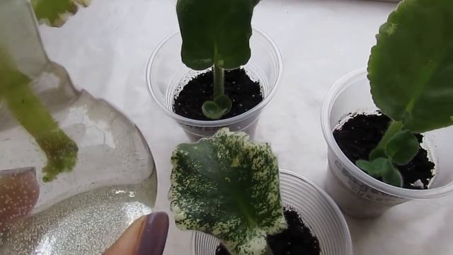 ЛИСТ ФИАЛКИ В ВОДЕ И СРАЗУ ДЕТКИ!РАЗМНОЖЕНИЕ ФИАЛКИ БЕЗ ПОТЕРЬ! смотреть онлайн