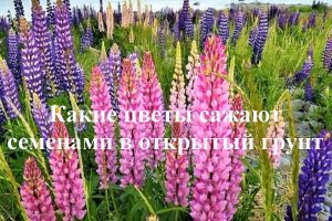 Какие цветы сажают семенами в открытый грунт