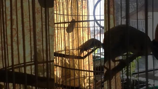 Попугайчик кашляет