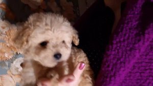 микро пудели тикап мальтипу мини в Москве