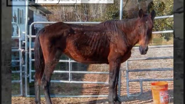 Storybook Farm Equine Rescue смотреть онлайн