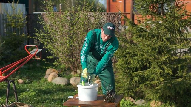 Советы садоводам: если вы получили саженец с ОКС