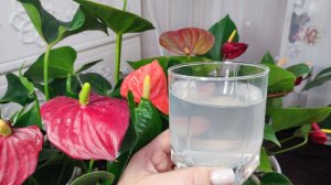 Достаточно 1 чашки, используйте один раз, цветы цветут круглый год