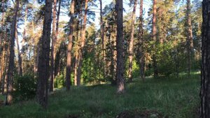 Отдых в санатории '' Русский бор ''