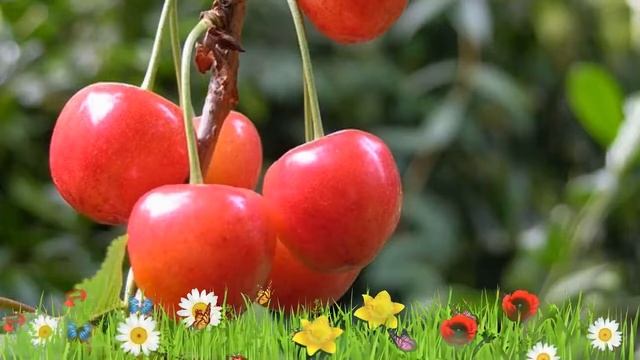 Черешня средний Фатеж ? Обзор: посадка и уход. саженцы, крупномеры черешни: описание и особенности смотреть онлайн