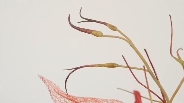 Международная выставка дизайнерских головных уборов ШЛЯПА КАК ПРОИЗВЕДЕНИЕ ИСКУССТВА.