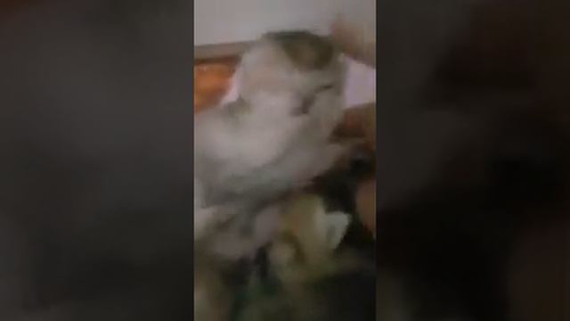 котята британские золотой окрас