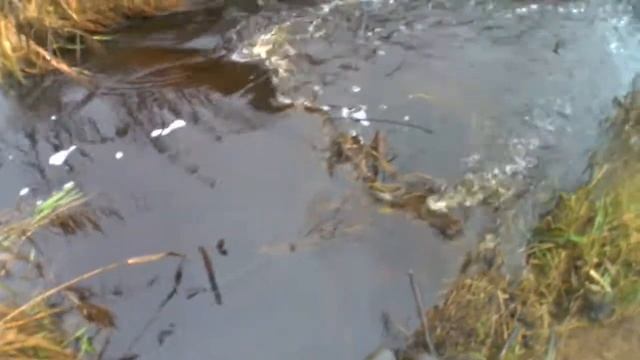 Поймал Бобра на Приманку Fox Hollow Damn-A-Dam)) смотреть онлайн
