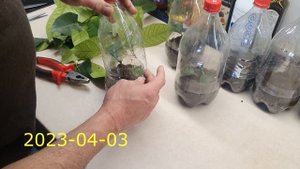 Укоренение черенков лимона (без гормона укоренения) 2023
