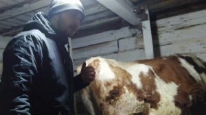 ОТЕЛ КОРОВЫ, НО НЕ СЕГОДНЯ! ПРИБЛИЖЕНИЕ ОТЁЛА! ОПЯТЬ НЕ В СРОК! КАК ПОЧИТСТИТЬ КОРОВУ ОТ НОВОЗА