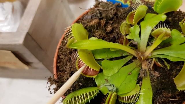 Дионея. Жуткий цветок. смотреть онлайн