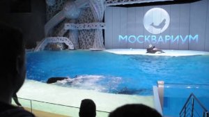 Касатки Москвариум (супер видео)