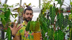 Year-Long Journey with Philodendron El Choco Red! 🌱📅 | The Ultimate Review 👌🌿