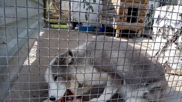 ? Едем в ГОСТИ К БЕГЕМОТУ ? Большереченский ЗООПАРК ? Лучший зоопарк для детей ? смотреть онлайн