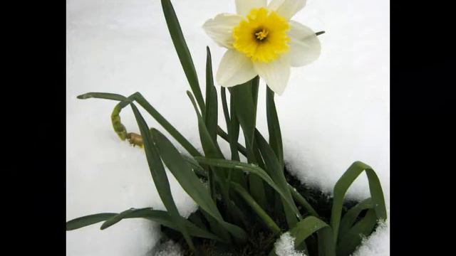 Amazing and Most Beautiful Daffodil Flowers | Narcissus Flowers смотреть онлайн