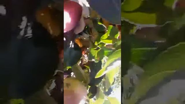 КАКИЕ УРОЖАЙНЫЕ СОРТА ЯБЛОНЬ ??? Я ВЫРАЩИВАЮ.