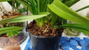 Мини Цимбидиум и псевдобульбы цимбидиумов. Разница в содержании.