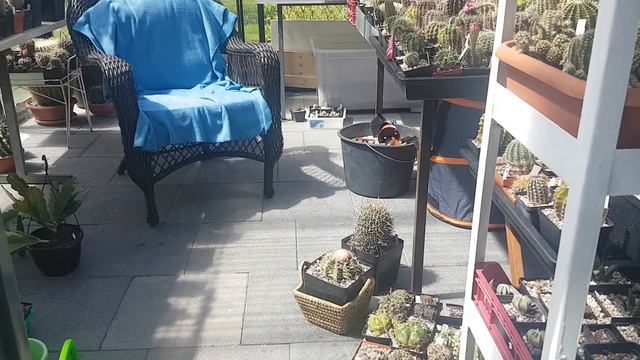 Высаживание роз,эпифиллум просто шикарный,кактусы цветут,видосик из архива.283 смотреть онлайн