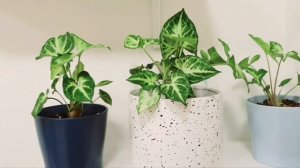 Indoor Plants for Home Decor3/Caring tips for Philodendron,Peperomia,Syngonium (Arrowhead),Gynura