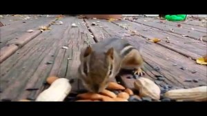 Как Hamster Kombat обманывает игроков