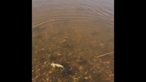 Рыбалка в  Тюмени. Поездка в Пермский край. /Воткинское водохранилище. На что клюёт камский лещ?